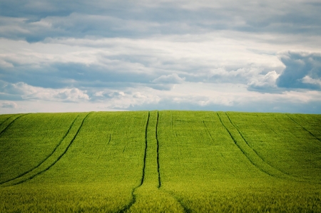 Grains and Oilseeds