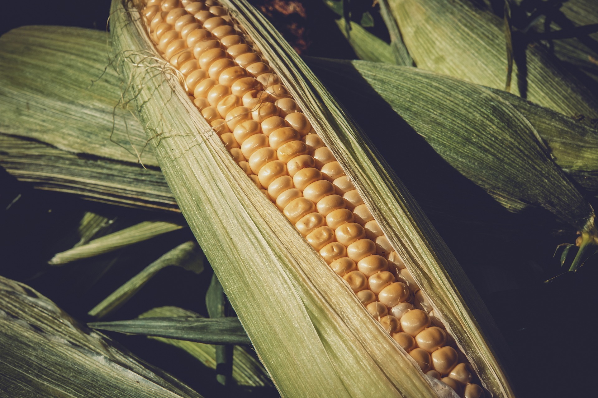 Corn prices in Ukrainian seaports continue declining - 27.03.2023